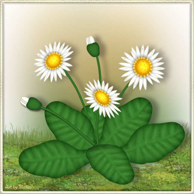 Gänseblümchen